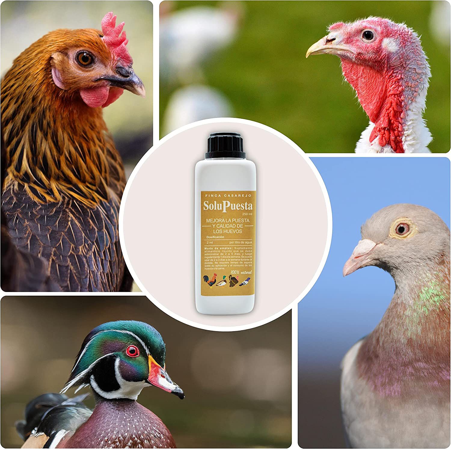 Finca casarejo solupuesta suplemento alimenticio para gallinas y aves de corral, , large Imagen numero 3